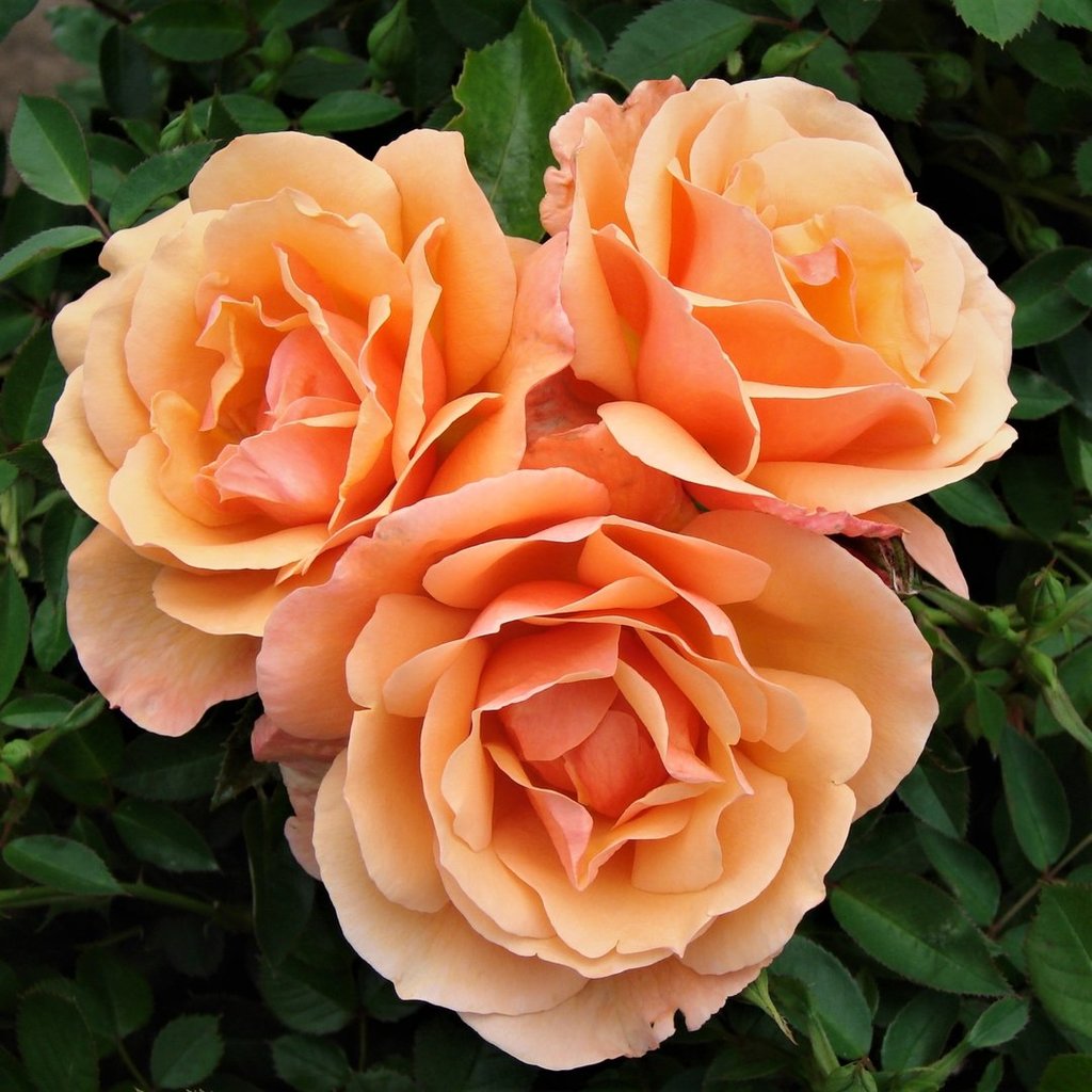 Роза чайно-гибридная Шантелла